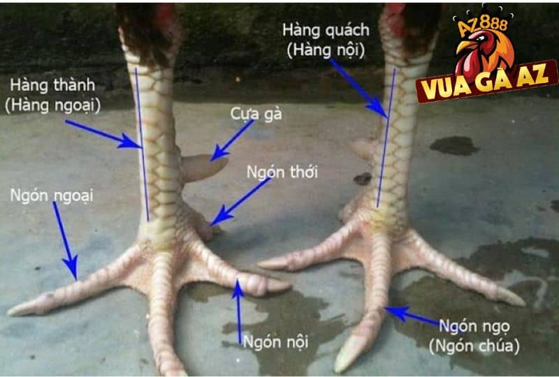 Mặt trước cẳng chân gà